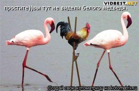 простите))вы тут не видели белого медведя.... Котоматрица: простите))вы тут не видели белого медведя.