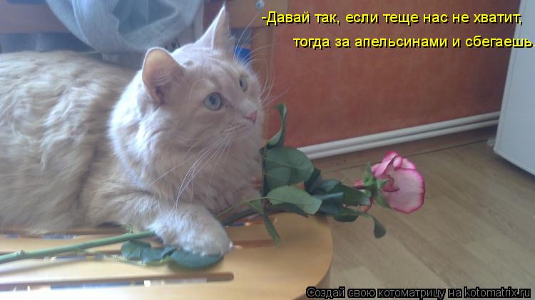-Давай так, если теще нас не хватит, тогда за апельсинами и сбегаешь.... Котоматрица: -Давай так, если теще нас не хватит, тогда за апельсинами и сбегаешь.