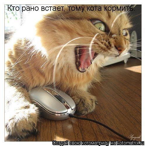 Кто рано встает, тому кота кормить.... Котоматрица: Кто рано встает, тому кота кормить.