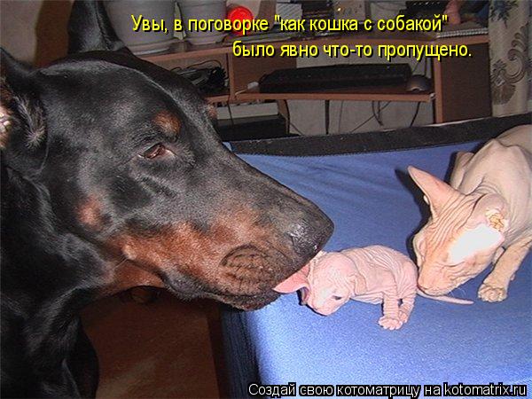 Котоматрица: Увы, в поговорке "как кошка с собакой"  было явно что-то пропущено.