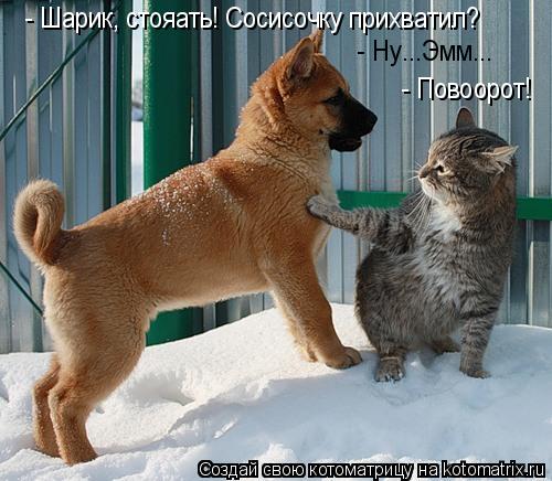 Котоматрица: - Шарик, стояать! Сосисочку прихватил?  - Ну...Эмм...  - Повоорот!