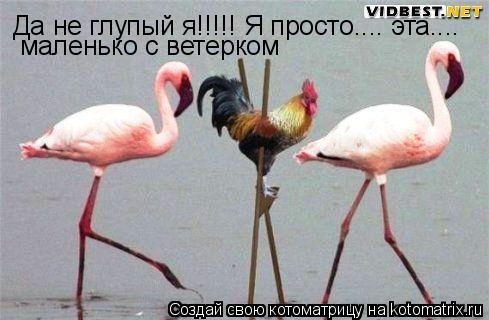 Котоматрица: Да не глупый я!!!!! Я просто.... эта....  маленько с ветерком