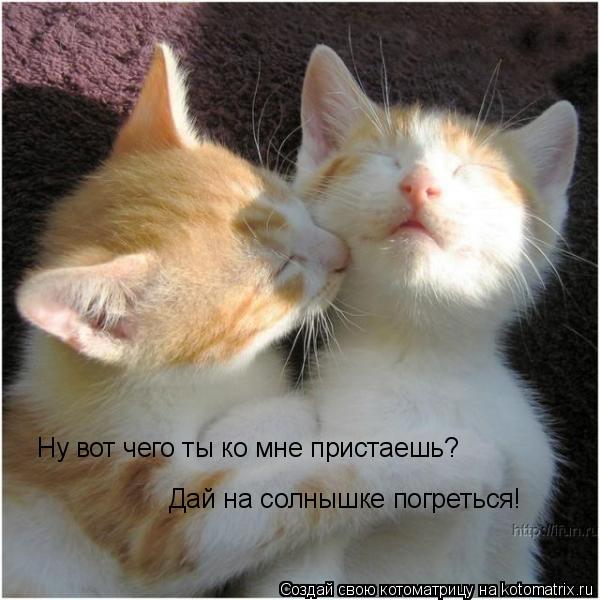 Котоматрица: Ну вот чего ты ко мне пристаешь? Дай на солнышке погреться!
