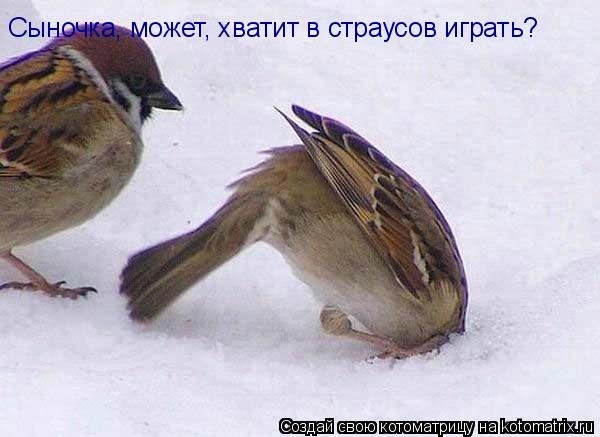 Котоматрица: Сыночка, может, хватит в страусов играть?