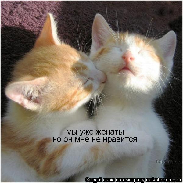 Котоматрица: мы уже женаты но он мне не нравится
