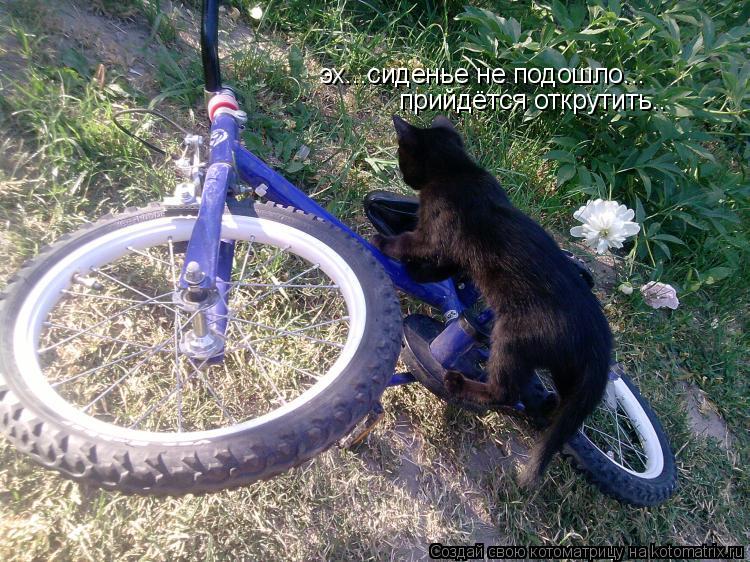Котоматрица: эх...сиденье не подошло... прийдётся открутить..