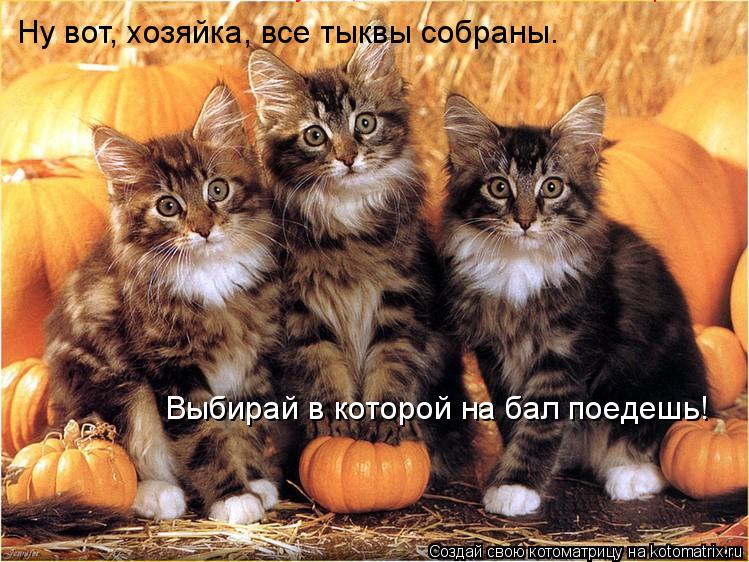 Котоматрица: Ну вот, хозяйка, все тыквы собраны. Ну вот, хозяйка, все тыквы собраны. Выбирай в которой на бал поедешь!