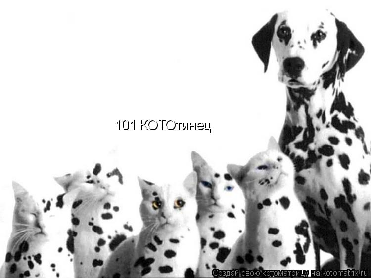 Котоматрица: 101 КОТОтинец