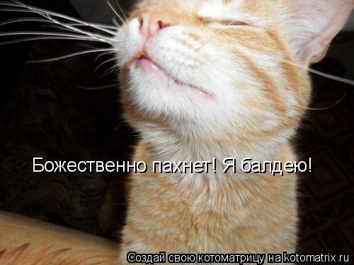 Котоматрица: Божественно пахнет! Я балдею!