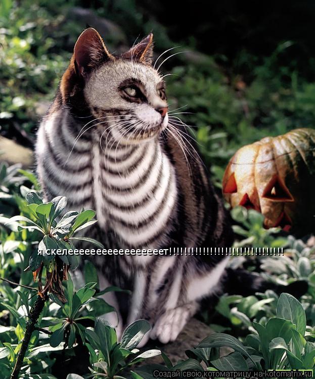 Котоматрица: я скелееееееееееееееееет!!!!!!!!!!!!!!!!!!!!!!!!!!!!!!!