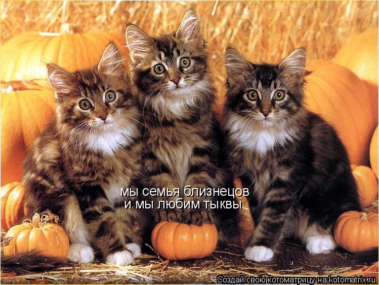 Котоматрица: мы семья близнецов  и мы любим тыквы