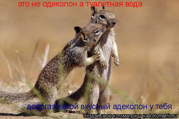 Котоматрица: дорогая какой вкусный адеколон у тебя это не одиколон а туалетная вода