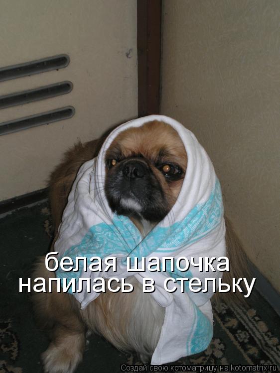 Котоматрица: белая шапочка напилась в стельку