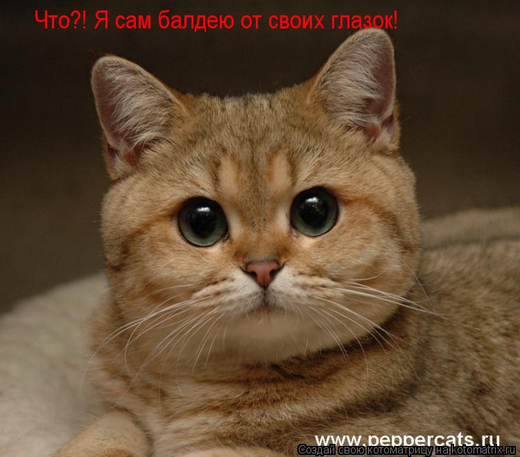 Котоматрица: Что?! Я сам балдею от своих глазок!