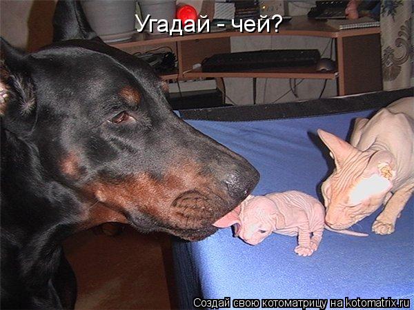 Угадай - чей?... Котоматрица: Угадай - чей?