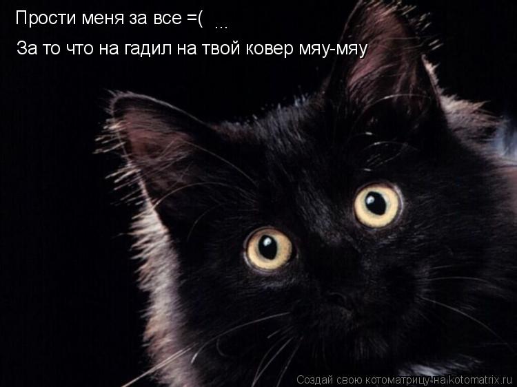 Прости меня за все =( ... За то что на гадил на твой ковер мяу-мяу... Котоматрица: Прости меня за все =( ... За то что на гадил на твой ковер мяу-мяу