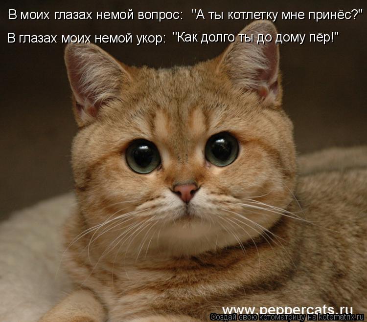В моих глазах немой вопрос: "А ты котлетку мне принёс?" В глазах моих немой укор: "Как долго ты до д... Котоматрица: В моих глазах немой вопрос: "А ты котлетку мне принёс?" В глазах моих немой укор: "Как долго ты до дому пёр!"