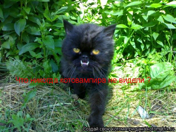 Что никогда котовампира не видели ?... Котоматрица: Что никогда котовампира не видели ?