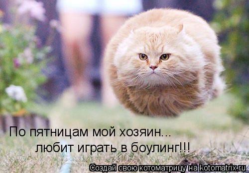 По пятницам мой хозяин... любит играть в боулинг!!!... Котоматрица: По пятницам мой хозяин... любит играть в боулинг!!!