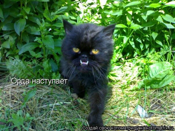 Орда наступает... Котоматрица: Орда наступает