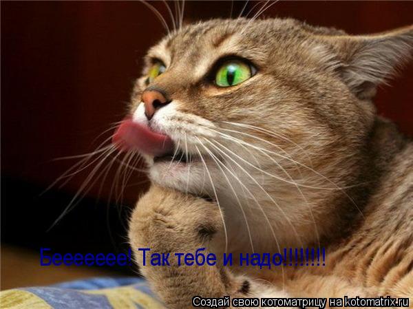 Беееееее! Так тебе и надо!!!!!!!!... Котоматрица: Беееееее! Так тебе и надо!!!!!!!!