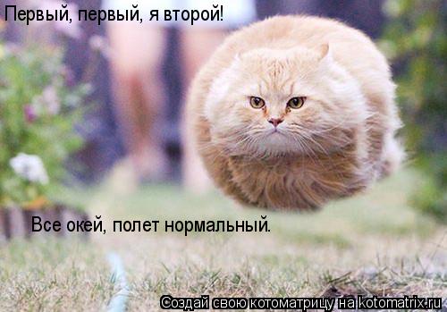 Первый, первый, я второй! Все окей, полет нормальный.... Котоматрица: Первый, первый, я второй! Все окей, полет нормальный.