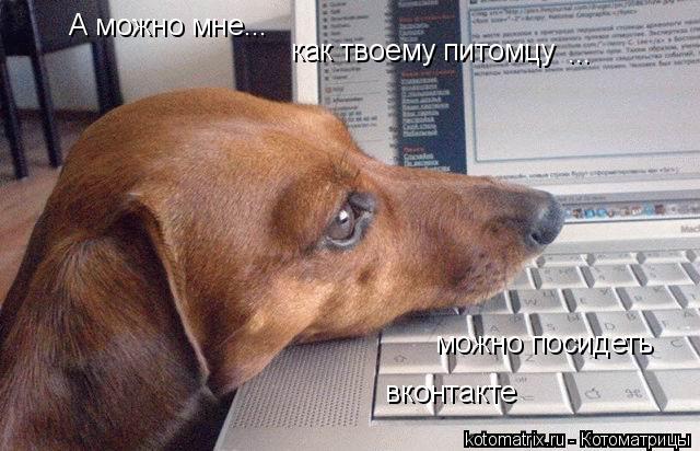 А можно мне... как твоему питомцу ... можно посидеть вконтакте... Котоматрица: А можно мне... как твоему питомцу ... можно посидеть вконтакте