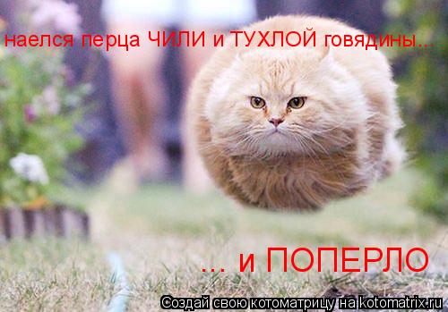 наелся перца ЧИЛИ и ТУХЛОЙ говядины... ... и ПОПЕРЛО... Котоматрица: наелся перца ЧИЛИ и ТУХЛОЙ говядины... ... и ПОПЕРЛО
