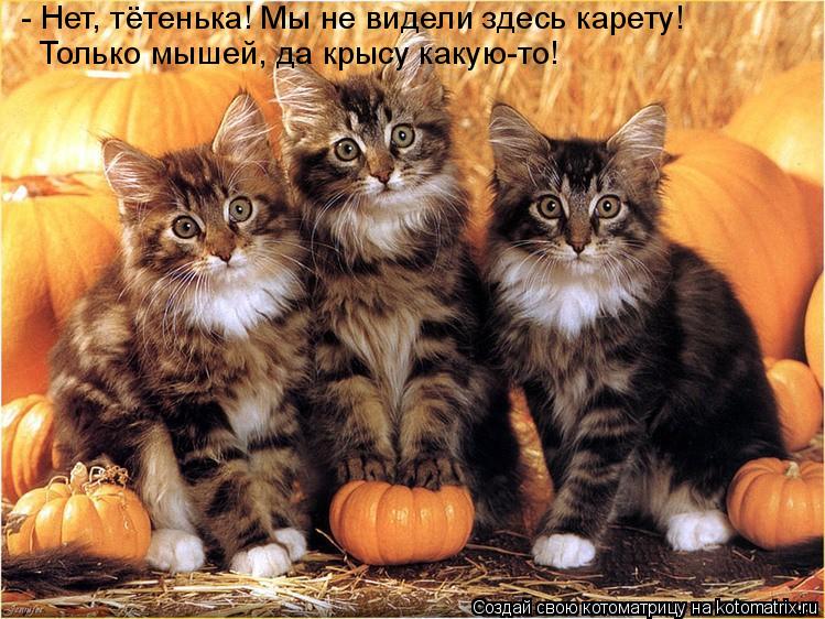 Котоматрица: - Нет, тётенька! Мы не видели здесь карету! Только мышей, да крысу какую-то!