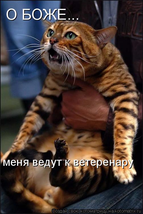 Котоматрица: О БОЖЕ... меня ведут к ветеренару