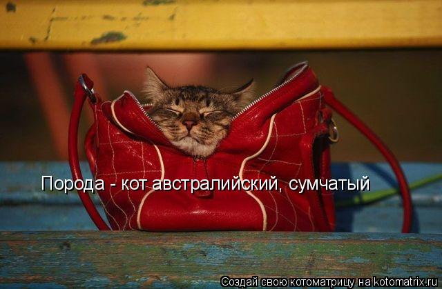 Котоматрица: Порода - кот австралийский, сумчатый