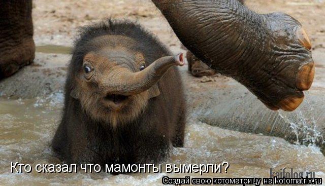 Котоматрица: Кто сказал что мамонты вымерли?