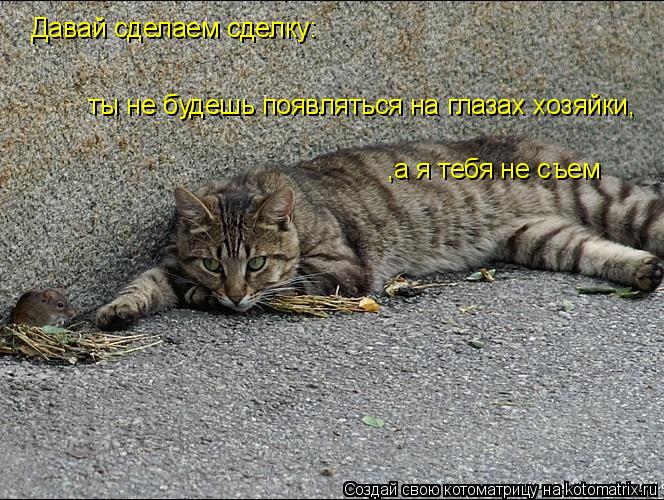 Котоматрица: Давай сделаем сделку: ты не будешь появляться на глазах хозяйки,  ,а я тебя не съем