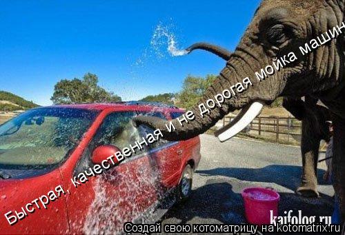 Котоматрица: Быстрая, качественная и не дорогая мойка машины