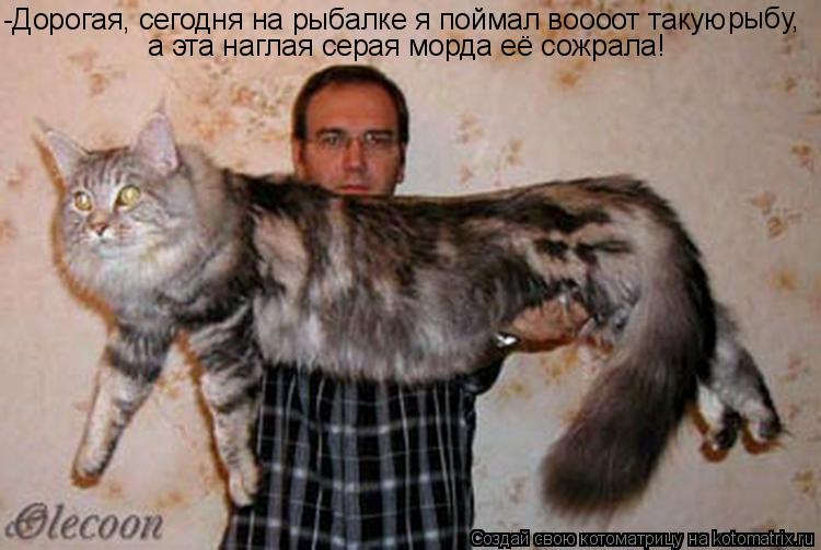 -Дорогая, сегодня на рыбалке я поймал воооот такую рыбу, а эта наглая серая морда её сожрала!... Котоматрица: -Дорогая, сегодня на рыбалке я поймал воооот такую рыбу, а эта наглая серая морда её сожрала!