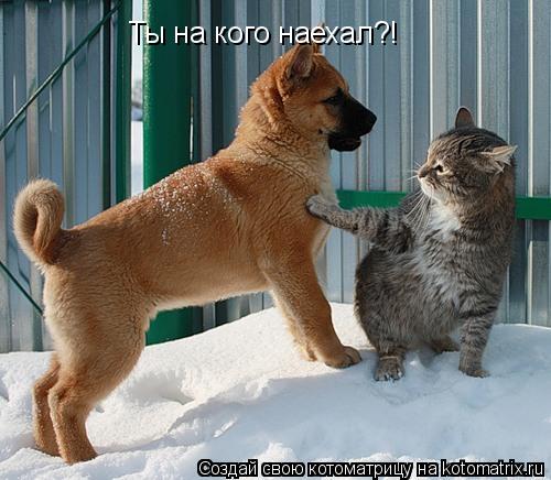 Котоматрица: Ты на кого наехал?!