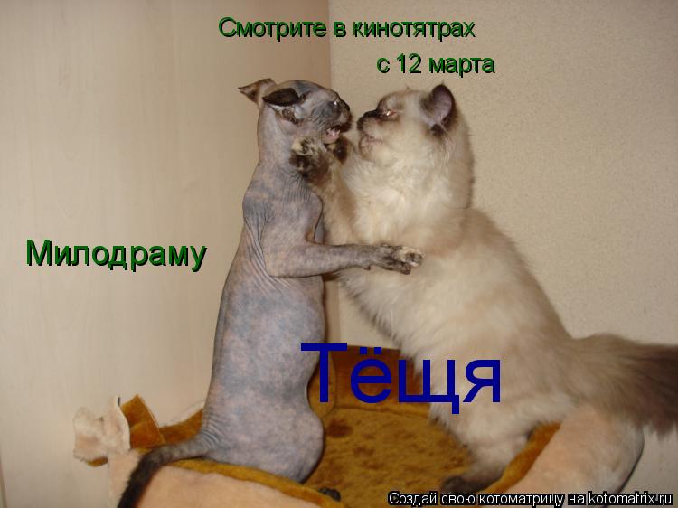 Котоматрица: Смотрите в кинотятрах  с 12 марта Милодраму Тёщя