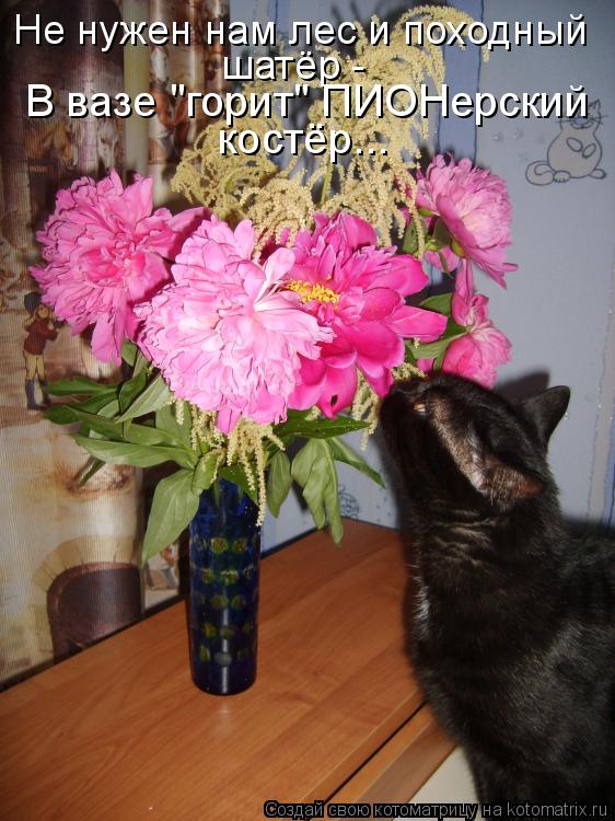 Не нужен нам лес и походный шатёр - В вазе "горит" ПИОНерский костёр...... Котоматрица: Не нужен нам лес и походный шатёр - В вазе "горит" ПИОНерский костёр...