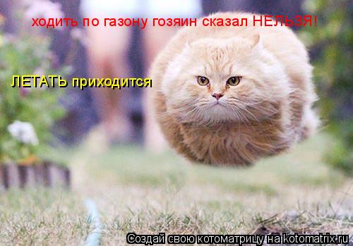 ходить по газону гозяин сказал НЕЛЬЗЯ! ЛЕТАТЬ приходится... Котоматрица: ходить по газону гозяин сказал НЕЛЬЗЯ! ЛЕТАТЬ приходится