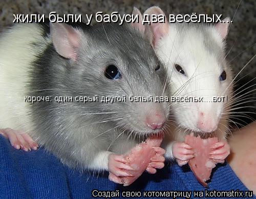 жили были у бабуси два весёлых... короче: один серый другой белый два весёлых....вот !... Котоматрица: жили были у бабуси два весёлых... короче: один серый другой белый два весёлых....вот !