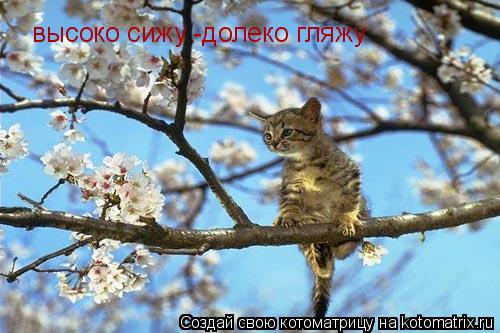 Котоматрица: высоко сижу -долеко гляжу