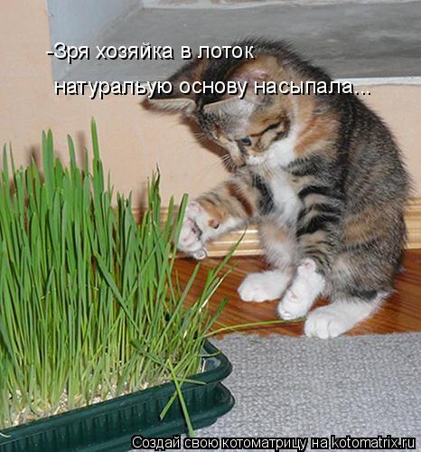 -Зря хозяйка в лоток натуральую основу насыпала...... Котоматрица: -Зря хозяйка в лоток натуральую основу насыпала...