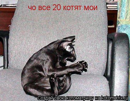 чо все 20 котят мои... Котоматрица: чо все 20 котят мои