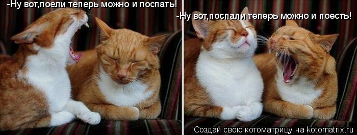 -Ну вот,поели теперь можно и поспать! -Ну вот,поспали теперь можно и поесть!... Котоматрица: -Ну вот,поели теперь можно и поспать! -Ну вот,поспали теперь можно и поесть!