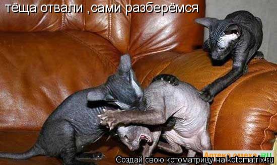 тёща отвали ,сами разберёмся... Котоматрица: тёща отвали ,сами разберёмся