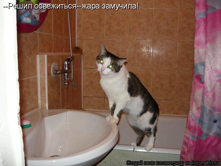 --Решил освежиться--жара замучила!... Котоматрица: --Решил освежиться--жара замучила!