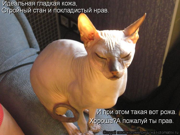 Идеальная гладкая кожа, Стройный стан и покладистый нрав. И при этом такая вот рожа. Хороша?А пожалуй... Котоматрица: Идеальная гладкая кожа, Стройный стан и покладистый нрав. И при этом такая вот рожа. Хороша?А пожалуй ты прав.