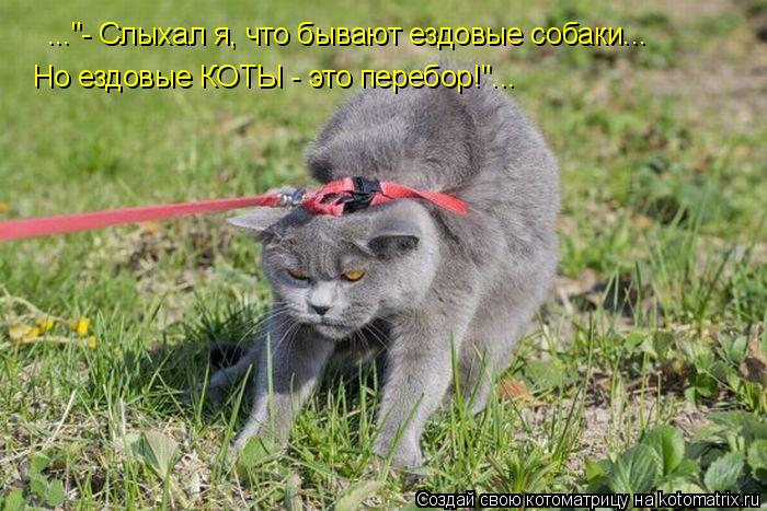 ..."- Слыхал я, что бывают ездовые собаки... Но ездовые КОТЫ - это перебор!"...... Котоматрица: ..."- Слыхал я, что бывают ездовые собаки... Но ездовые КОТЫ - это перебор!"...