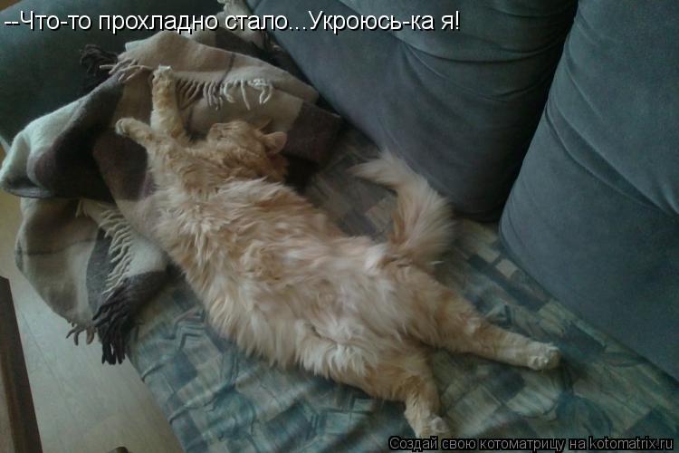 --Что-то прохладно стало...Укроюсь-ка я!... Котоматрица: --Что-то прохладно стало...Укроюсь-ка я!