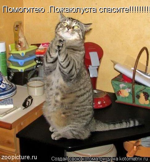 Помогитею .Пожаюлуста спасите!!!!!!!!!!!!!!!!!!!!!!!!!... Котоматрица: Помогитею .Пожаюлуста спасите!!!!!!!!!!!!!!!!!!!!!!!!!
